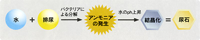 尿石説明図